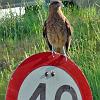 Rufous-tailed hawk with radar gun, Lakes District - Patagonia